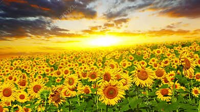 Blooming sunflowers and sky