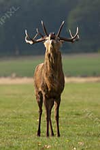 Deer stag roaring