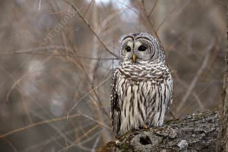 Barred Owl