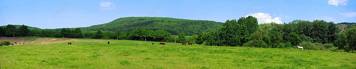 Panorama with horses