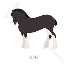 Shire horse flat vector illustration. British breed equine, pedigree hoss, draft horse. Equestrian sport, hoofed animal