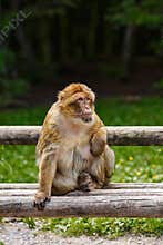 Barbary Macaque Macaca Sylvanus