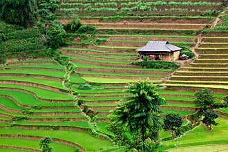Vietnam Rice Paddy Field