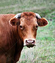 Cow
