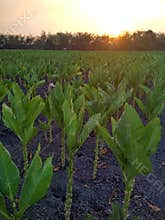 Row of tobacco on field with sunset view