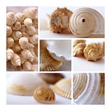 Shells collage
