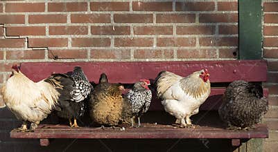 Farm chickens in the sun on a sofa