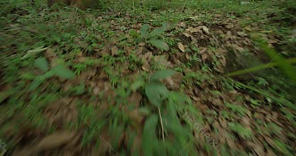 POV Animal Searching green forest, walking on a path in the green forest