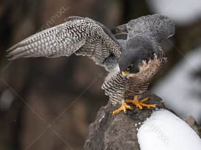 A peregrine falcon portrait