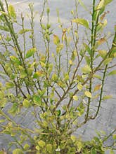 Lemon green real tree image