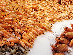 Sea food lobster diversity