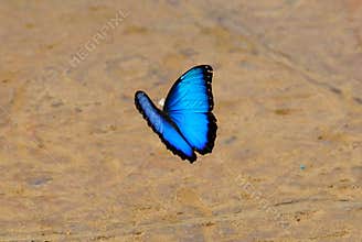 Blue Morpho Butterfly, Costa Rica