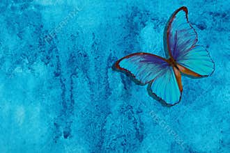 Blue morpho butterfly. Abstract blue watercolor background. Blue abstract background. Wet watercolor paper