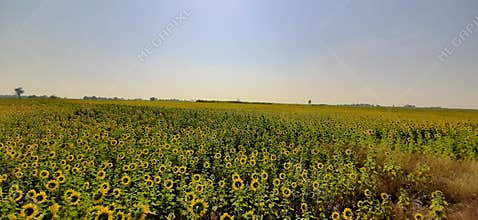 Sunflower Field, Lop Buri Province