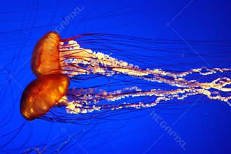 Two jelly fish