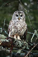Barred Owl