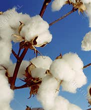 Cotton Plant