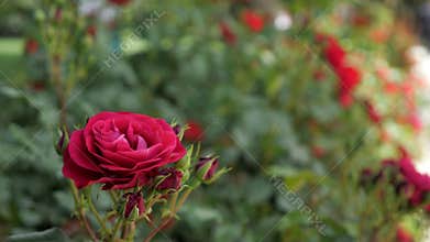 Red rose in the wind