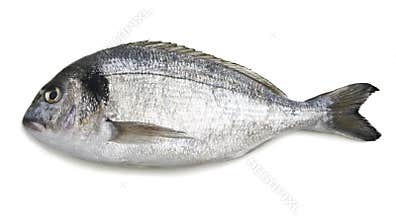 Dorado fish