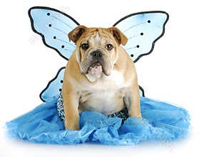 Dog angel