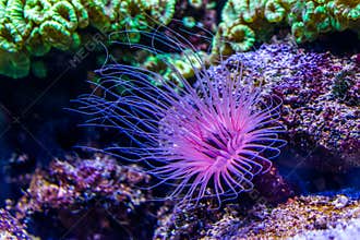 Flower tube sea anemone in closeup, purple and pink neon colors, Tropical animal specie from the Indo-pacific ocean