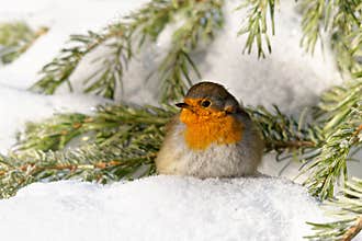 European Robin - Erithacus rubecula sitting, perching in snowy winter, spruce with the snow in the background,  simply as robin or