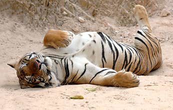 Male adult bengal tiger sleeping,thailand,asia cat