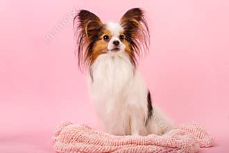 Beautiful dog breed papillon white-red coloring