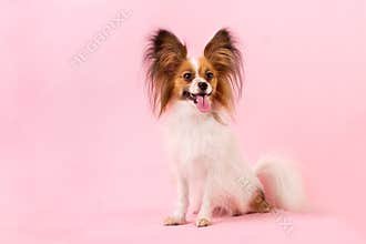 Dog breed papillon white-red coloring on the pink background