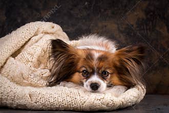 Dog basks in a large knit sweater
