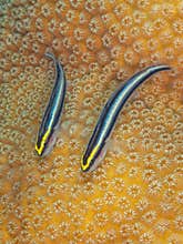 Cleaner gobies, Elacatinus genie. Bonaire. Caribbean Diving holiday