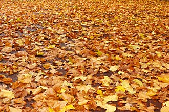 Autumn leaves fall