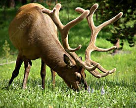 Bull elk grazing