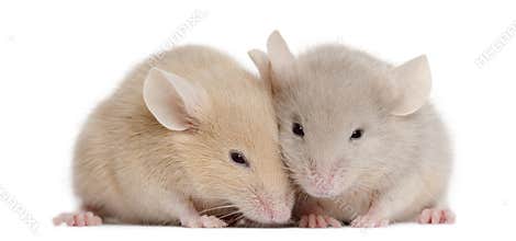 Two young mice
