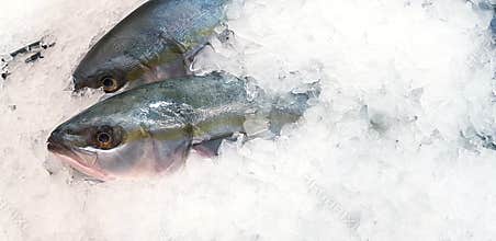 Fresh Hamachi, Buri or Japanese yellow tail fish freezing on ice for sale at seafood market
