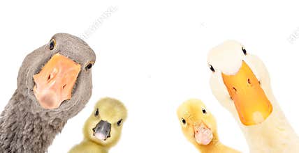 Funny portrait of a goose, gosling, duckling, duck