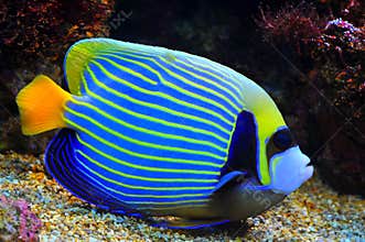 Blue Angelfish
