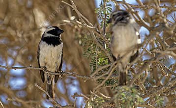 Birds in bush