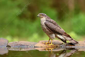 Eurasian Sparrowhawk - Accipiter nisus