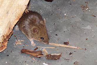 Mouse. Rodents mice pests in the house. Mouse close -up. Mouse in a residential building looking for food.