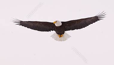 Bald Eagle flying