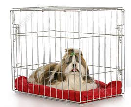 Dog in a crate