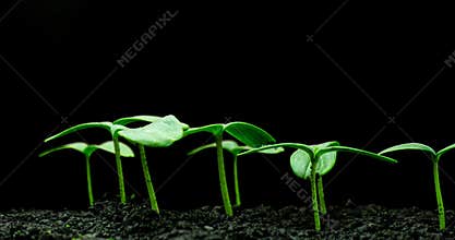 Growing green cucumber plant time lapse. Timelapse seed growing, Closeup nature agriculture shoot. Vegetable sprouting