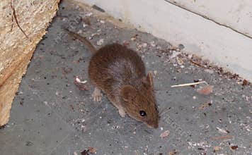 Mouse. The mouse is a pest in the house. Mouse nibbles close-up. Concept of home rodent pests .
