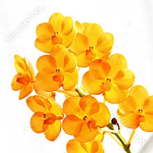 Orange Orchid