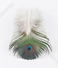 Peacock feather