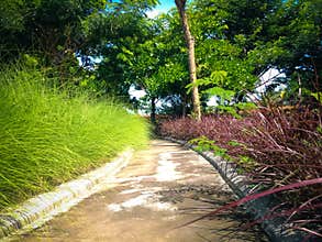 Garden Pathway View With Ornamental Plants Of Maiden Grass And Red Crimson Fountain Grass
