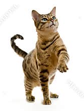 Bengal cat clawing at the air