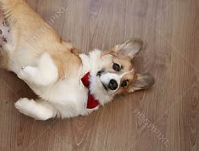 Top view of a cute red dog Corgi puppy lying on a wooden floor in a smart bow tie on its back with its paws tucked up