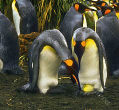 Penguins with Egg